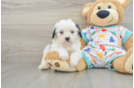 Funny Cavapoo Poodle Mix Pup