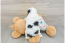 Adorable Cavalier King Charles Spaniel and Poodle Mix Poodle Mix Puppy