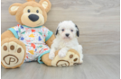 Small Cavapoo Baby