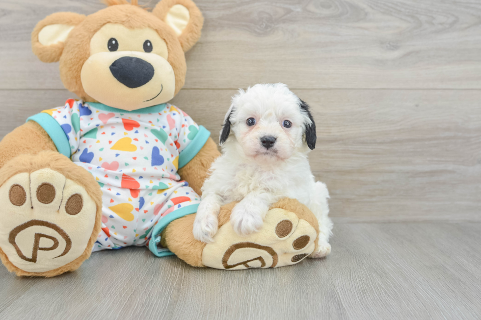 Small Cavapoo Baby