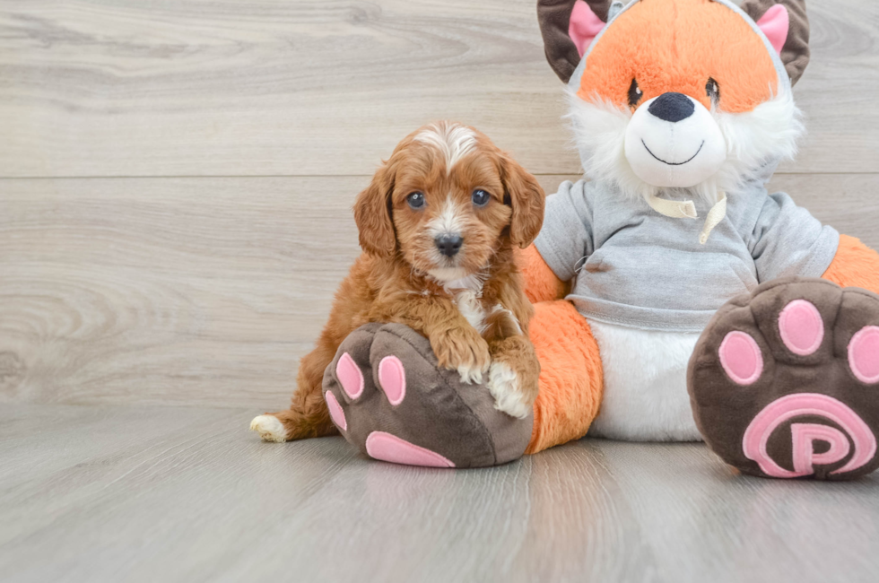 5 week old Cavapoo Puppy For Sale - Lone Star Pups