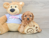 8 week old Cavapoo Puppy For Sale - Lone Star Pups