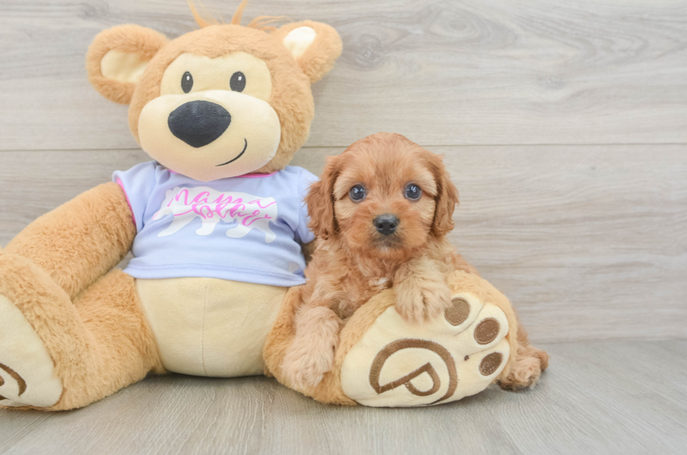 5 week old Cavapoo Puppy For Sale - Lone Star Pups