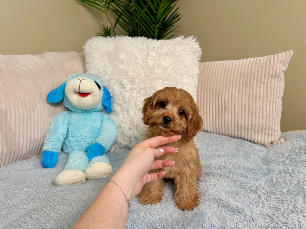 Cavapoo Puppy for Adoption