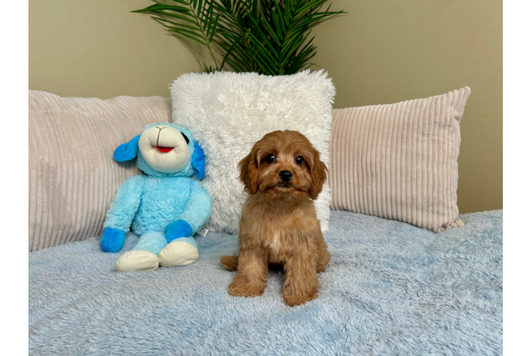 Cute Cavapoo Poodle Mix Pup