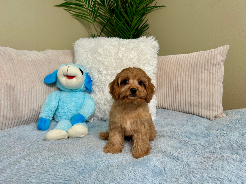 Cute Cavapoo Poodle Mix Pup