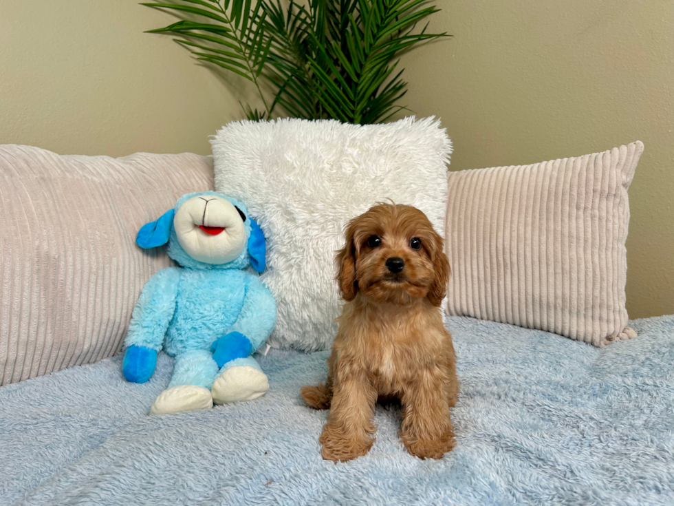Cavapoo Pup Being Cute