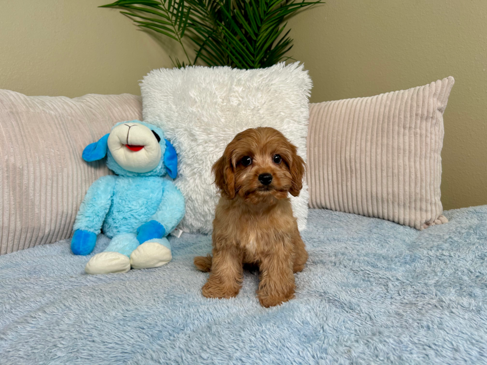 Best Cavapoo Baby