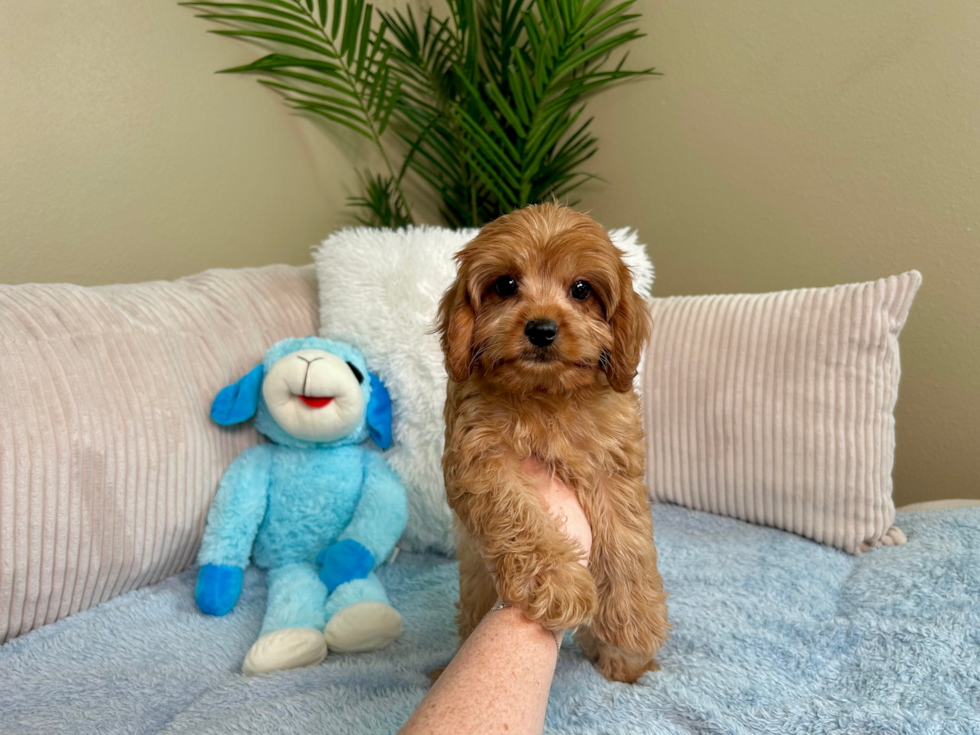 Cavapoo Puppy for Adoption