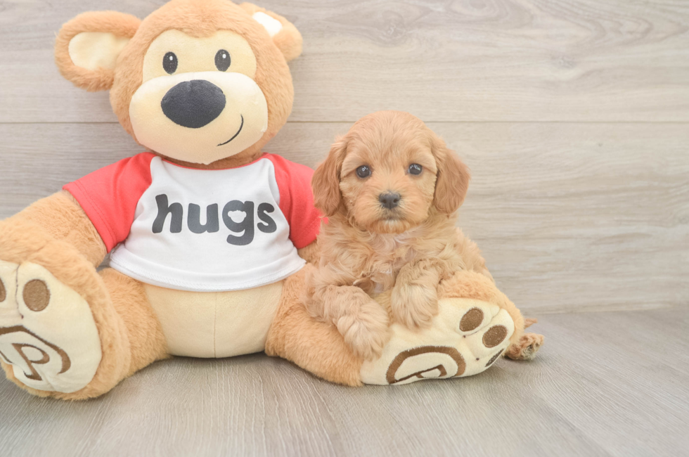 6 week old Cavapoo Puppy For Sale - Lone Star Pups