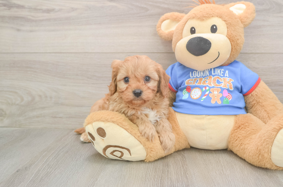 5 week old Cavapoo Puppy For Sale - Lone Star Pups