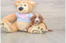 Best Cavapoo Baby