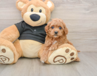 8 week old Cavapoo Puppy For Sale - Lone Star Pups