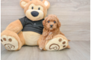 Cavapoo Puppy for Adoption