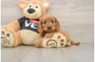 Adorable Cavalier King Charles Spaniel and Poodle Mix Poodle Mix Puppy
