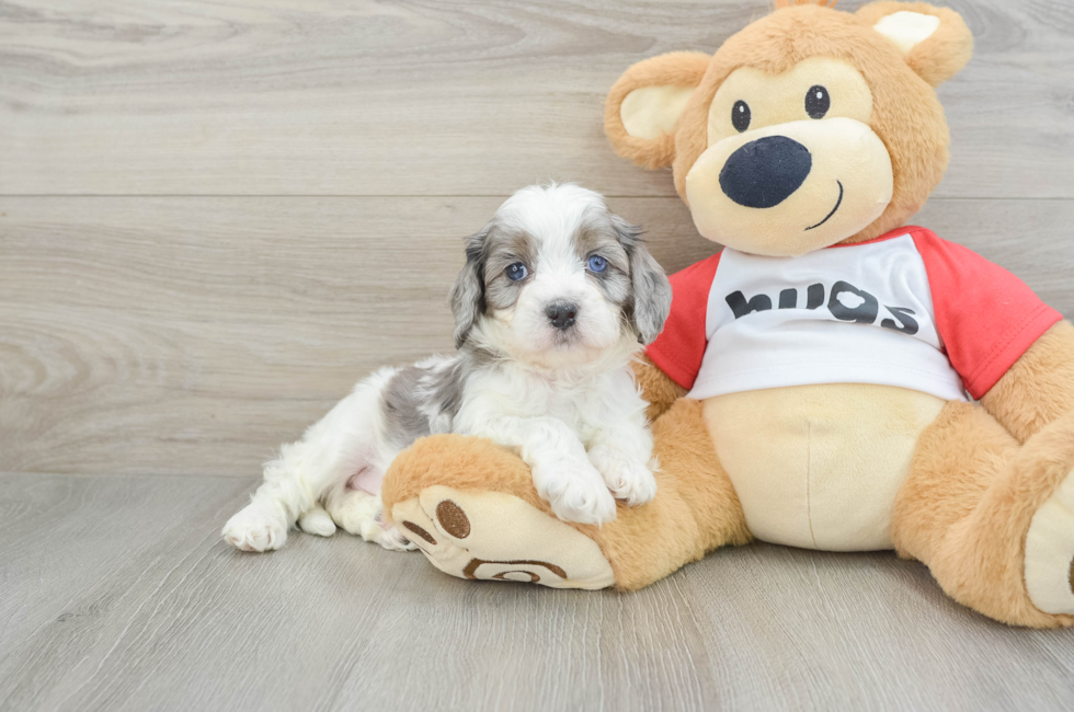 5 week old Cavapoo Puppy For Sale - Lone Star Pups