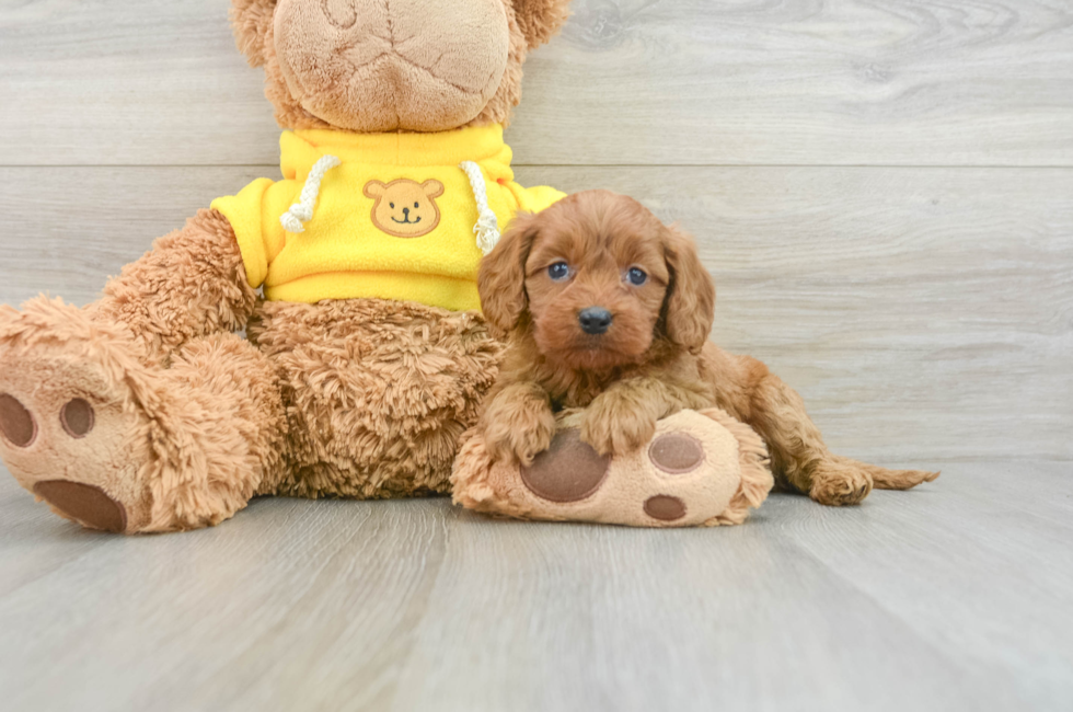 8 week old Cavapoo Puppy For Sale - Lone Star Pups