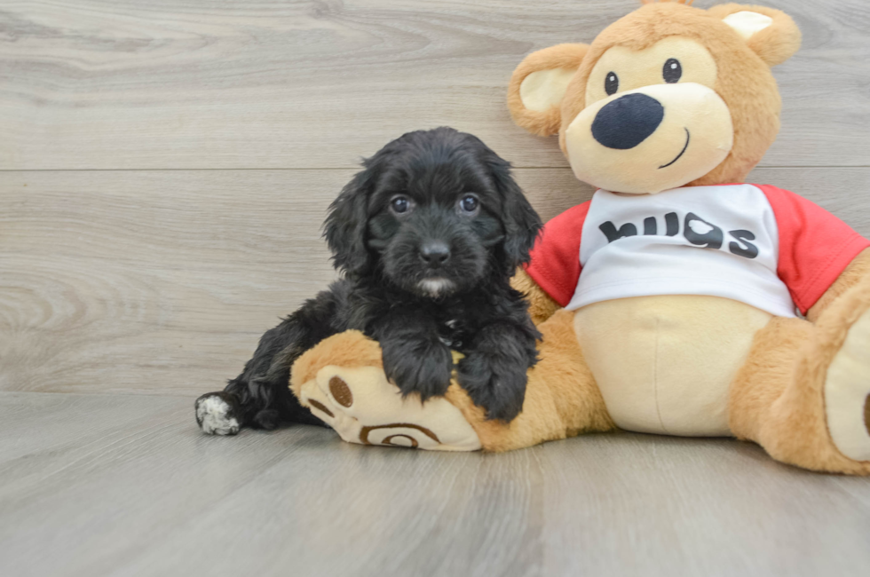 5 week old Cavapoo Puppy For Sale - Lone Star Pups