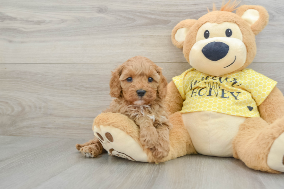 Cavapoo Pup Being Cute