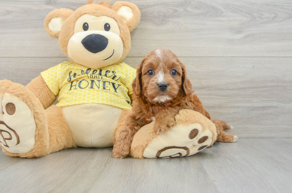 6 week old Cavapoo Puppy For Sale - Lone Star Pups
