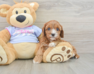 8 week old Cavapoo Puppy For Sale - Lone Star Pups
