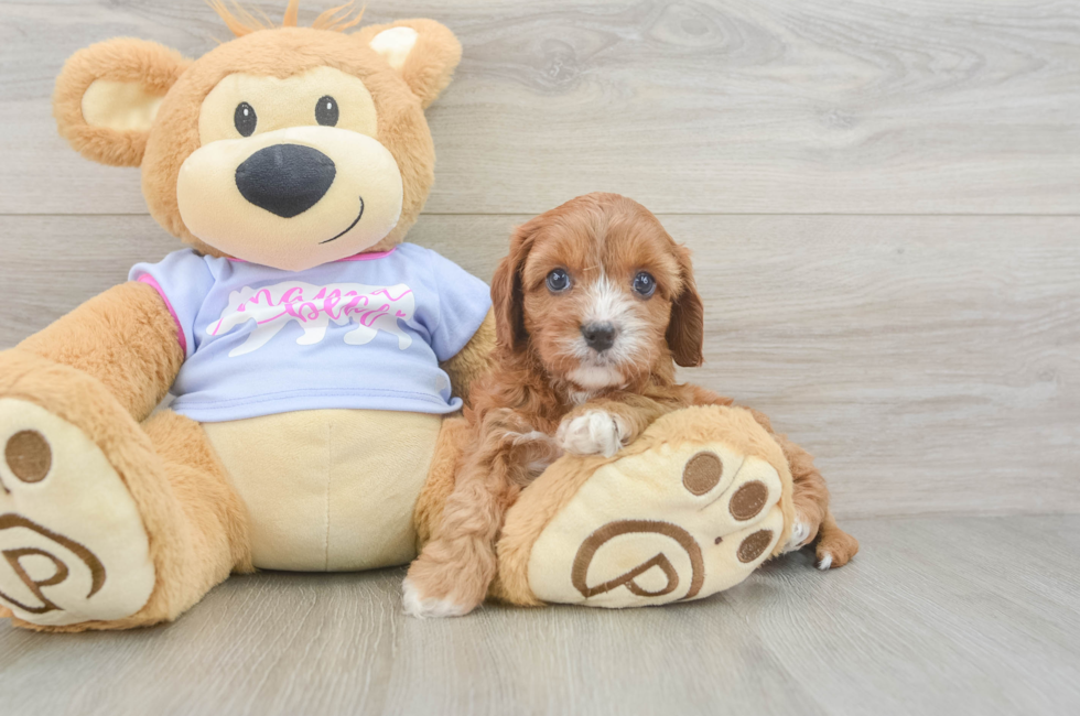 5 week old Cavapoo Puppy For Sale - Lone Star Pups