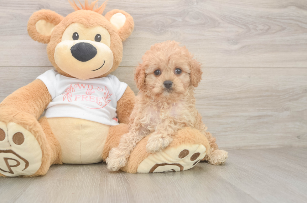 6 week old Cavapoo Puppy For Sale - Lone Star Pups