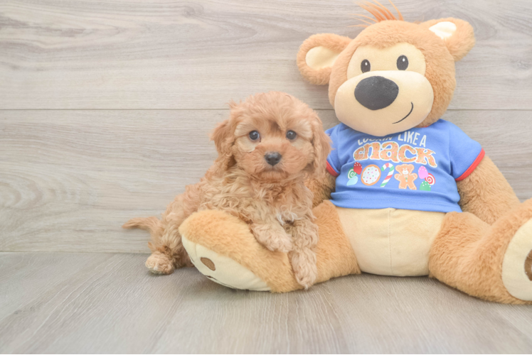 Petite Cavapoo Poodle Mix Pup