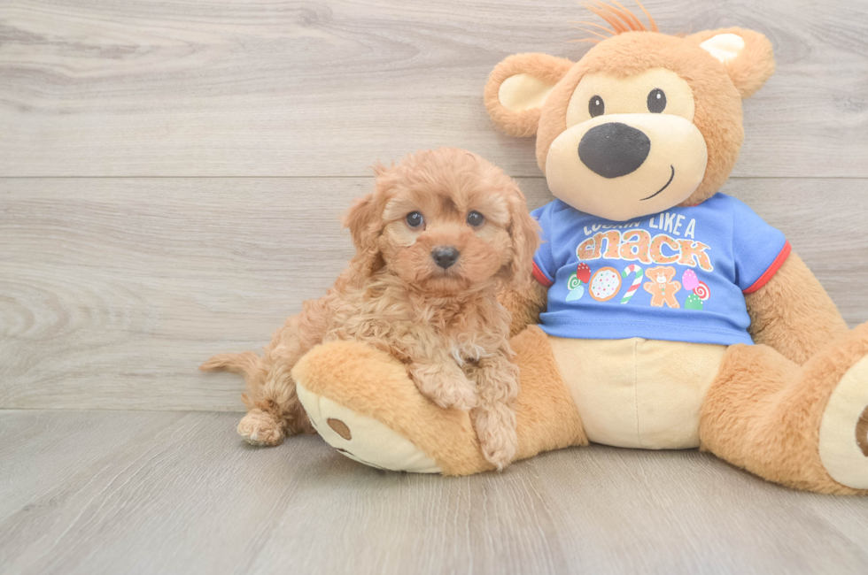5 week old Cavapoo Puppy For Sale - Lone Star Pups