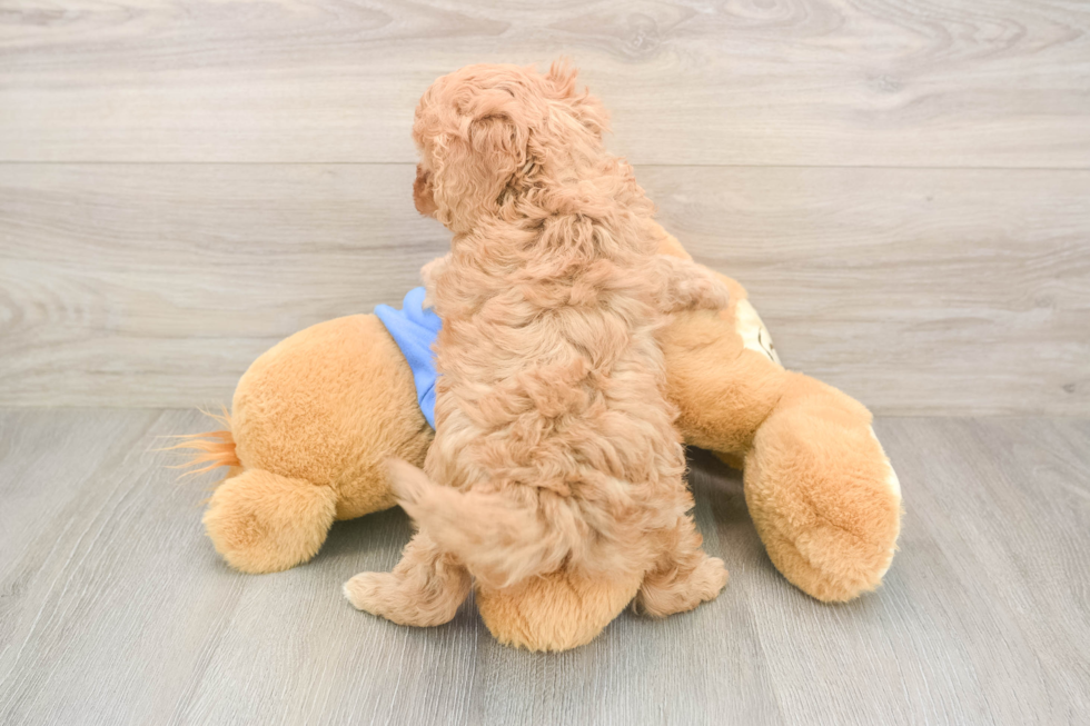 Cavapoo Pup Being Cute