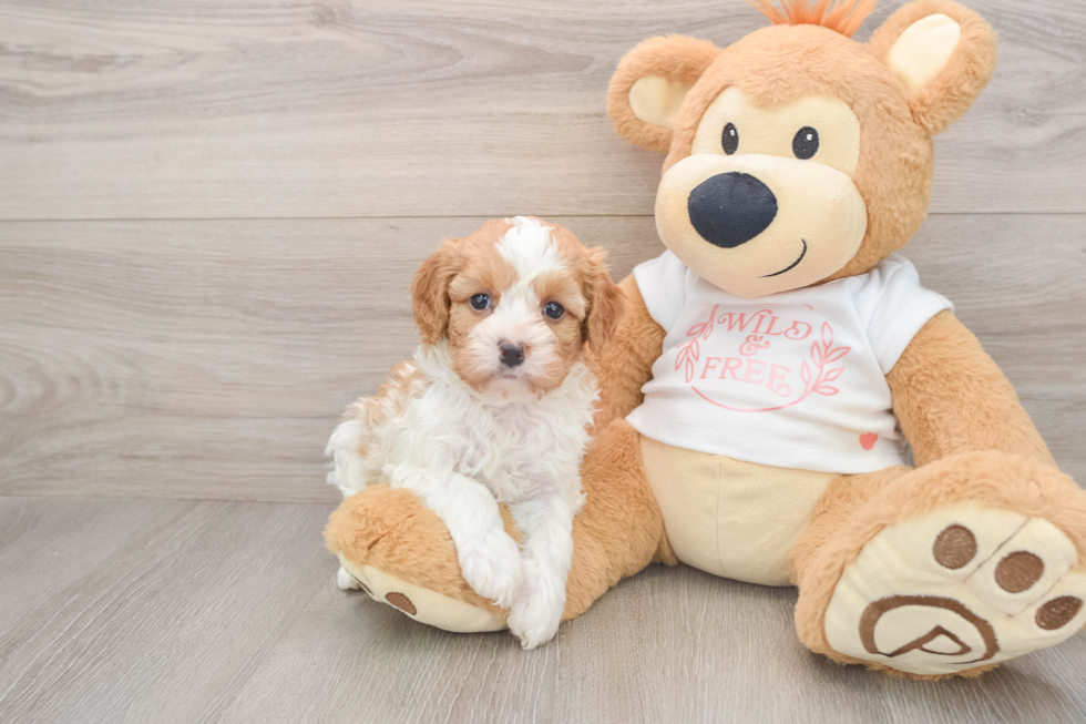 Fluffy Cavapoo Poodle Mix Pup