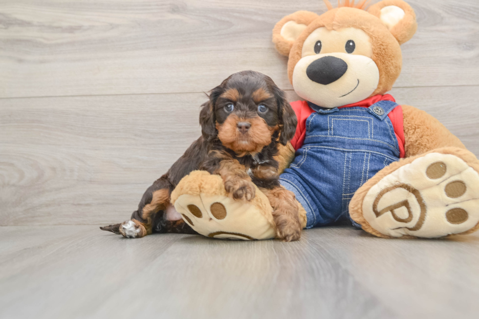 Hypoallergenic Cavadoodle Poodle Mix Puppy