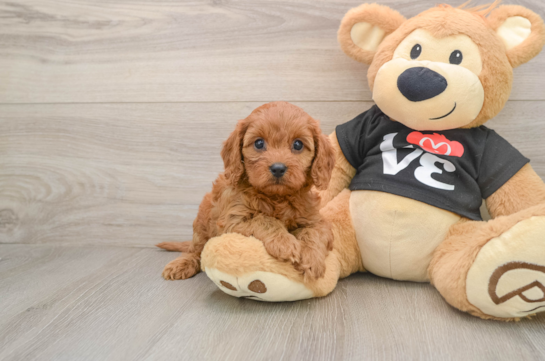 Cavapoo Pup Being Cute