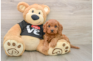 Little Cavipoo Poodle Mix Puppy