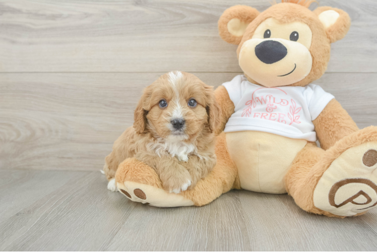 Cavapoo Puppy for Adoption