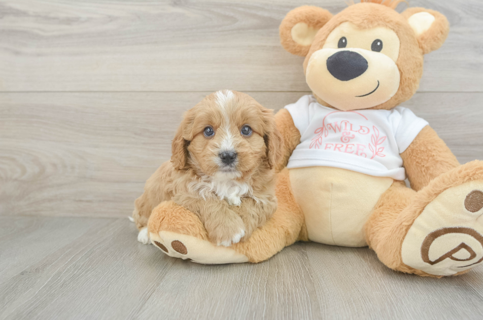 7 week old Cavapoo Puppy For Sale - Lone Star Pups