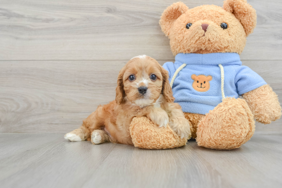 Smart Cavapoo Poodle Mix Pup