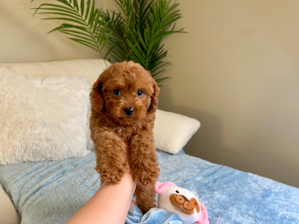 Best Cavapoo Baby