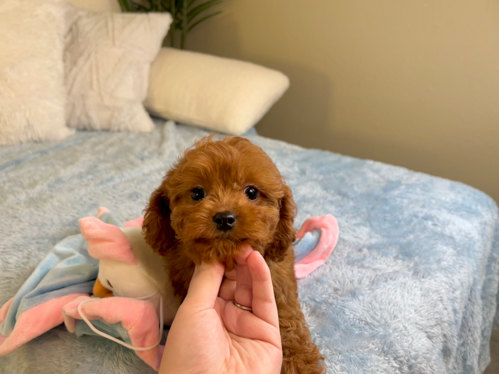 Cute Cavadoodle Poodle Mix Puppy