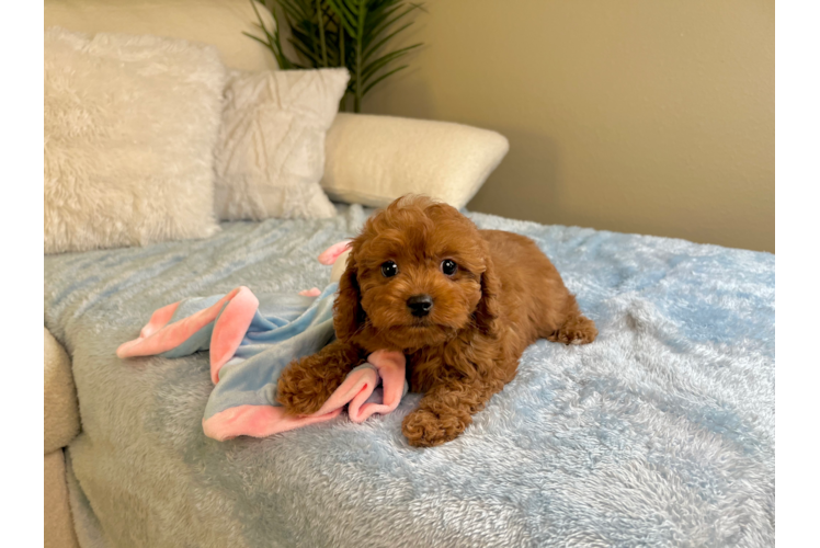 Cavapoo Pup Being Cute