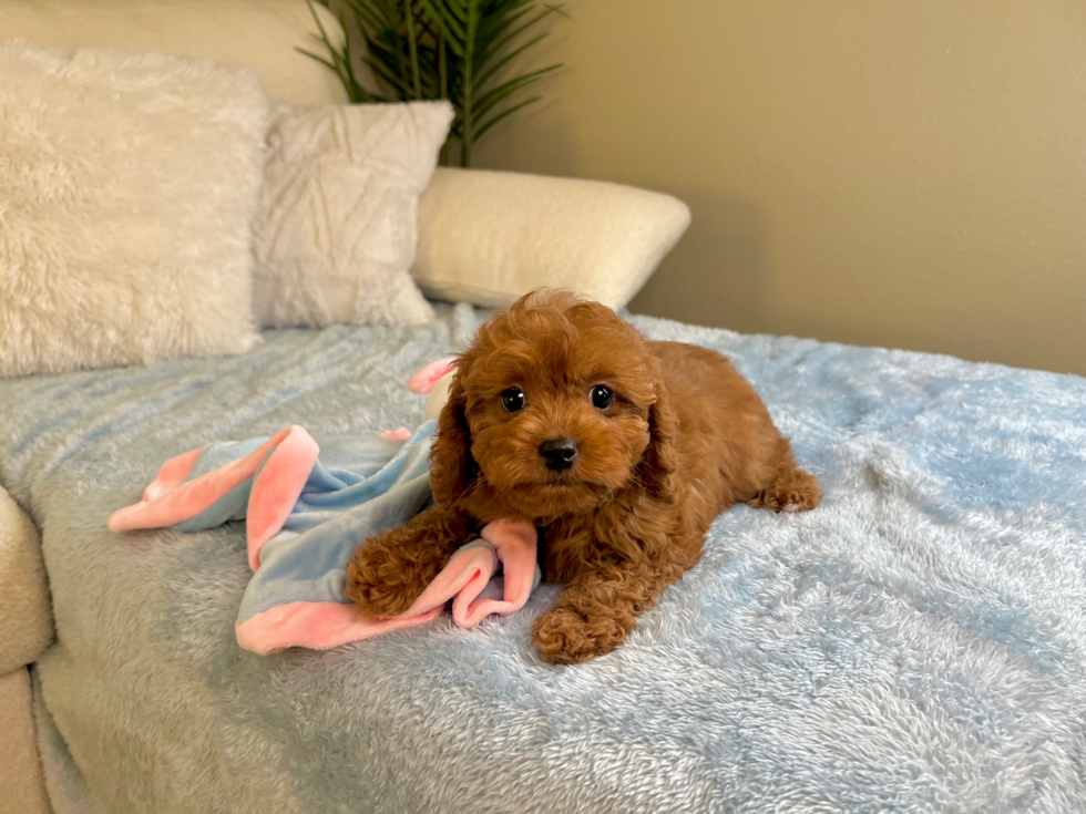 Cavapoo Pup Being Cute