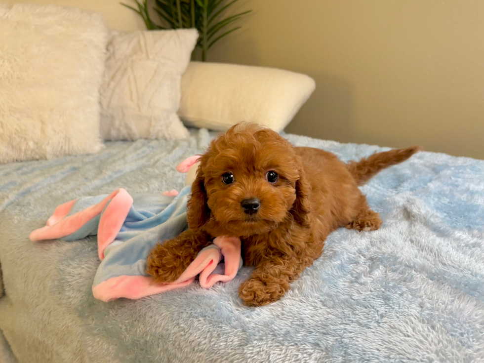 Cavapoo Puppy for Adoption