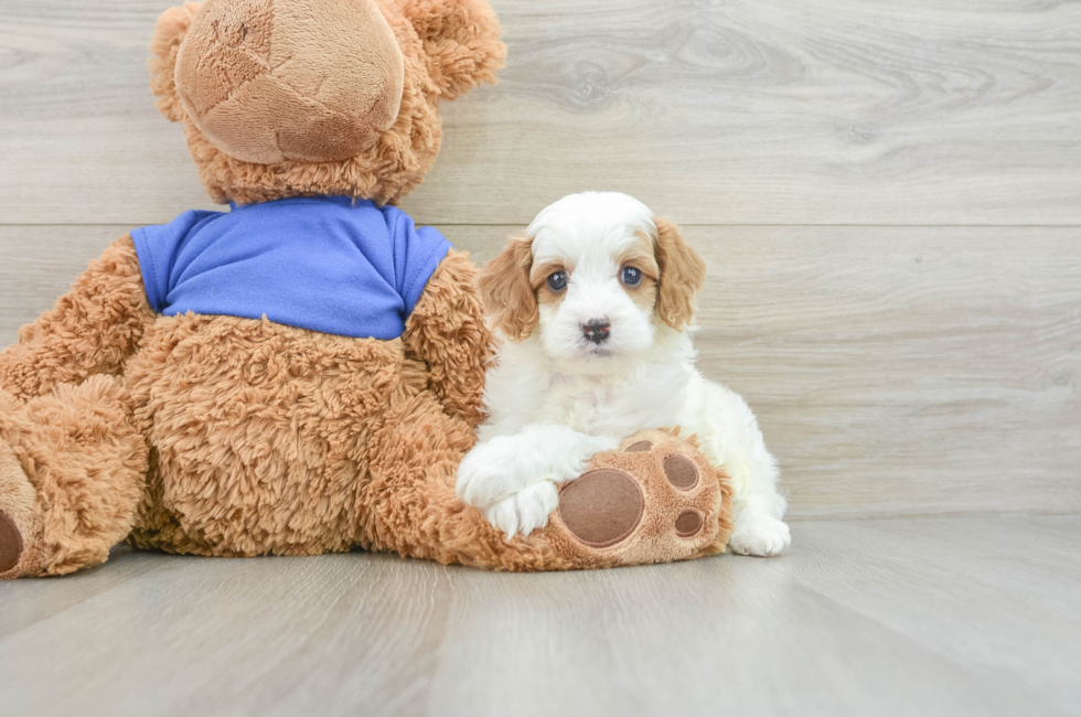 7 week old Cavapoo Puppy For Sale - Lone Star Pups