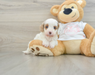 7 week old Cavapoo Puppy For Sale - Lone Star Pups