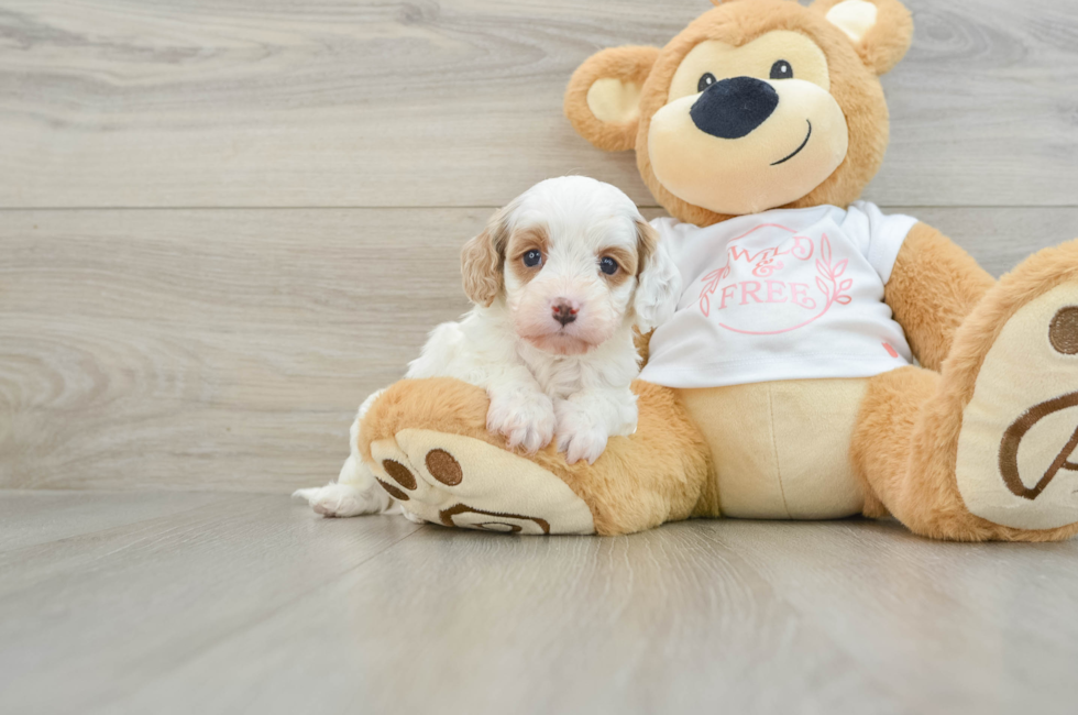 7 week old Cavapoo Puppy For Sale - Lone Star Pups