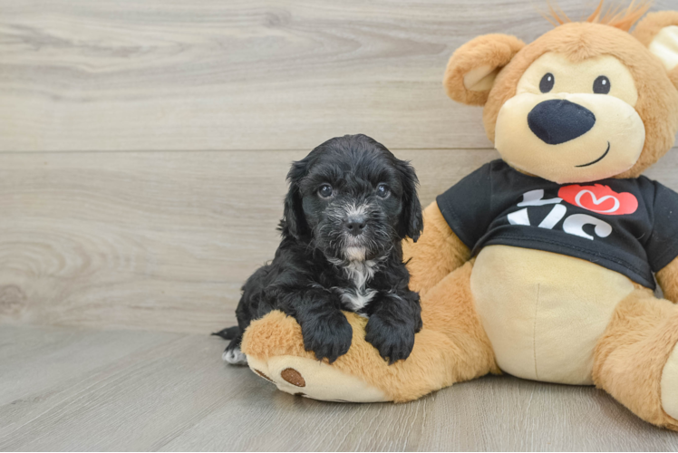 Best Cavapoo Baby