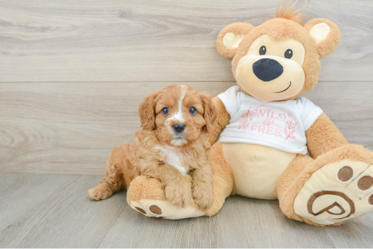 Best Cavapoo Baby