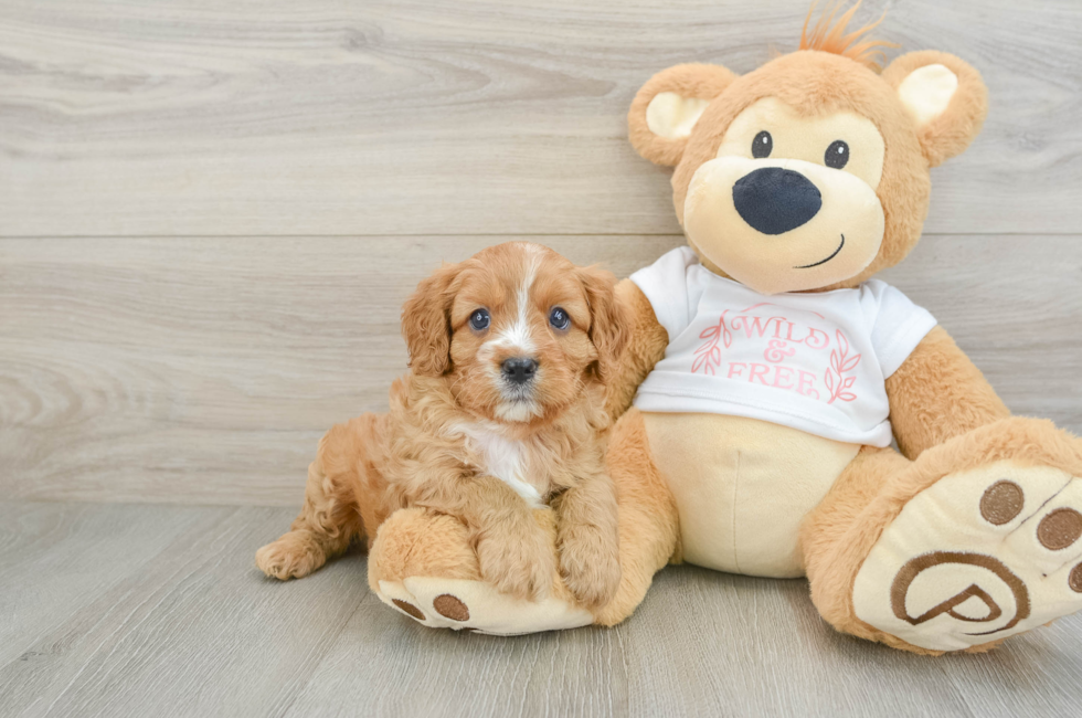 7 week old Cavapoo Puppy For Sale - Lone Star Pups