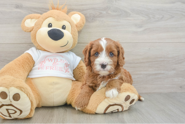 Hypoallergenic Cavadoodle Poodle Mix Puppy