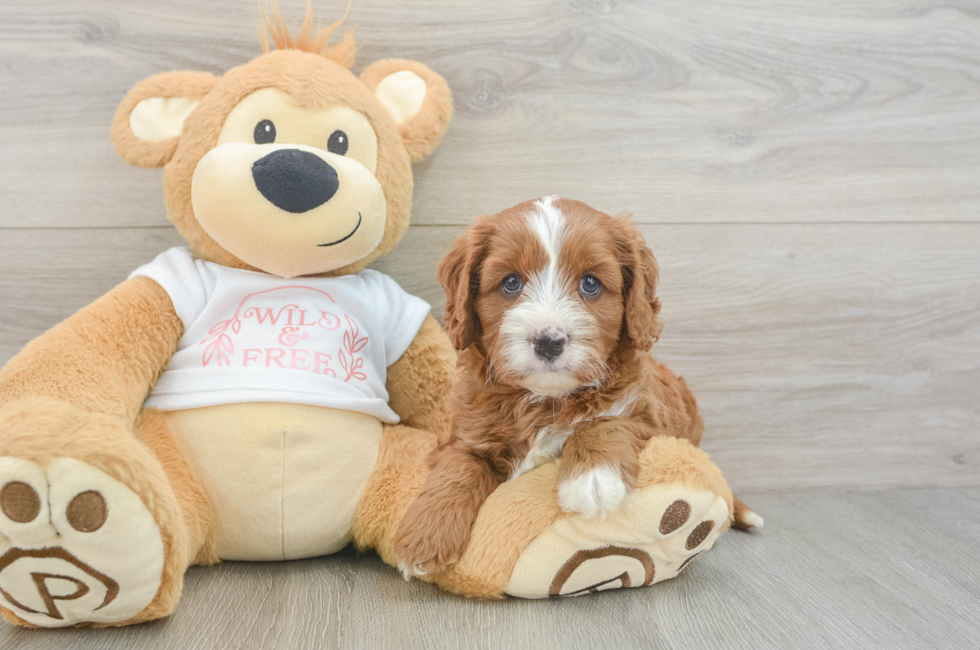 5 week old Cavapoo Puppy For Sale - Lone Star Pups